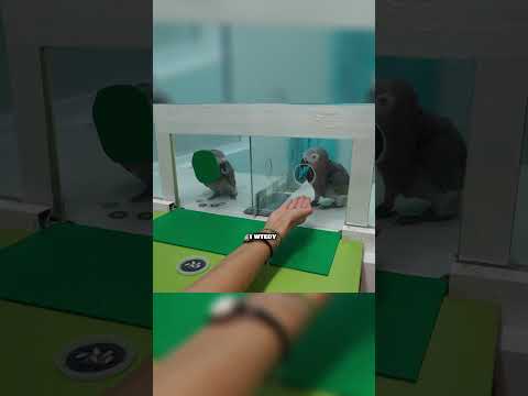Ten eksperyment z papugami mocno zaskoczył 🤯