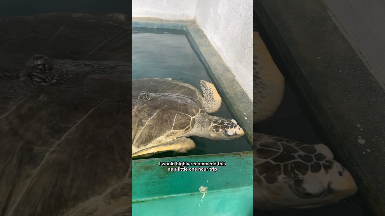 YouTube Short thumbnail