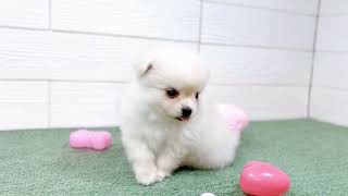 ハーフ犬の動画01