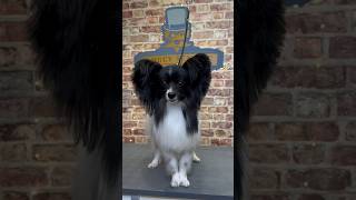 Doggy Daily Episode 205: Pumi the Papillon 🐾 #papillon #papillondog #doggrooming