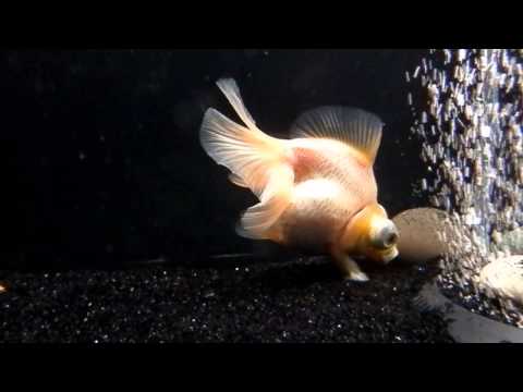 Watch Video on YouTube