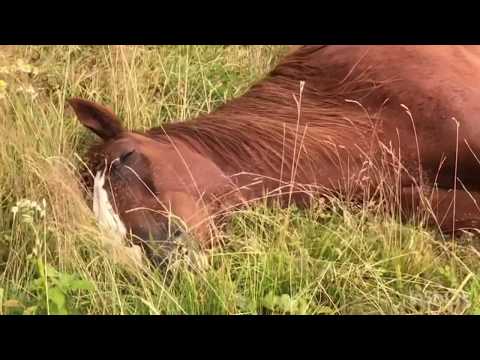 , title : 'Jak śpią konie? / Sleeping horses'