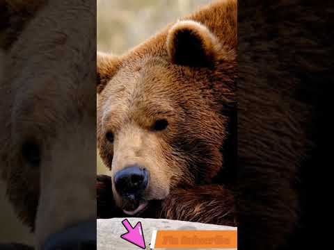 Adeel Collection   #Shorts