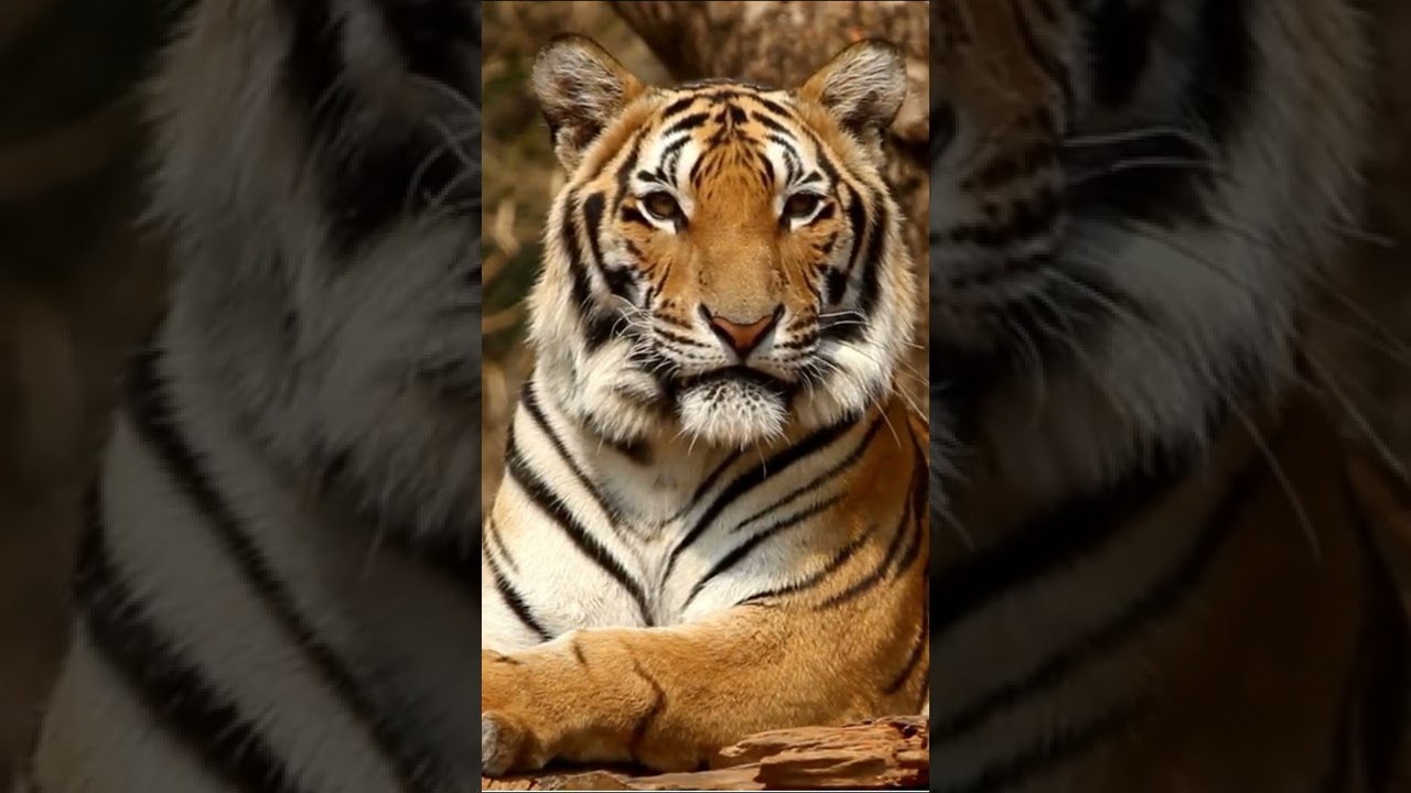 Close-up of a Tiger's Face