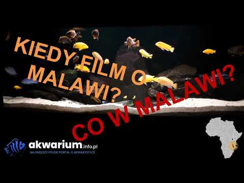 Młodziaki w moim malawi #152. AkwaGadka