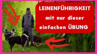 Mache diese leichte Übung und beobachte genau, wie schnell dein Hund LEINENFÜHRIG wird - UNGLAUBLICH