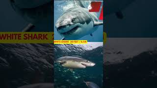 Download lagu Top 10 Largest Sharks in the World mp3 Download lagu Top 10 Largest Sharks in the World mp3