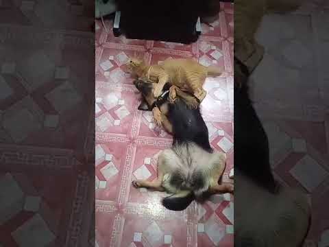 Minggoy play with Madu