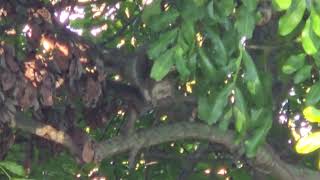 She squirrel yelled at us for a while