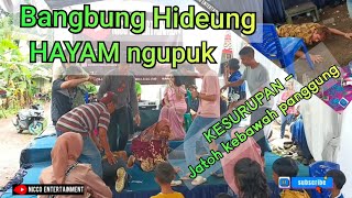 Download lagu HAYAM NGUPUK Bangbung hideung / sampe kesurupan bajidoran Nico entertainment mp3 Download lagu HAYAM NGUPUK Bangbung hideung / sampe kesurupan bajidoran Nico entertainment mp3