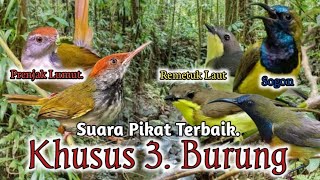 Download lagu Suara Pikat Burung Prenjak Lumut & Sogon Remetuk Laut. AMPUH.. mp3 Download lagu Suara Pikat Burung Prenjak Lumut & Sogon Remetuk Laut. AMPUH.. mp3