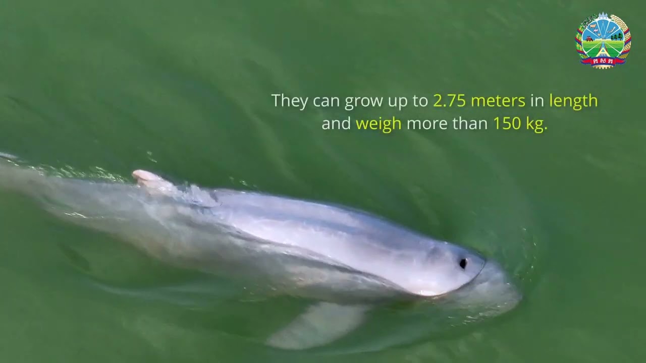 Protecting Cambodia's National Treasure: The Mekong Irrawaddy Dolphin
