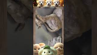 Mangoworm Removal Compilation, Rescue Dog Mangoworms, Vet Mangoworm Treatment ❤️