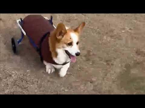 犬用車いすで小走りする12歳のコーギー