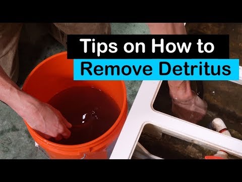 Tips on How to Remove Detritus