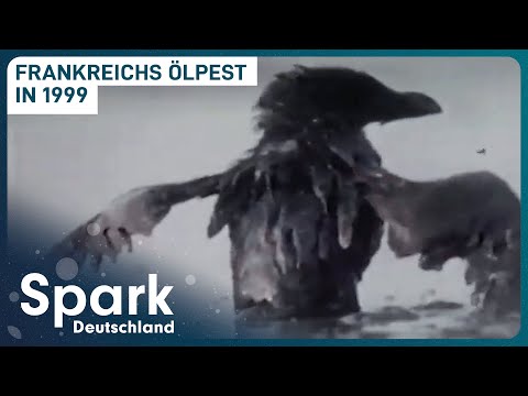 The Erika oil spill | The worst environmental disaster?