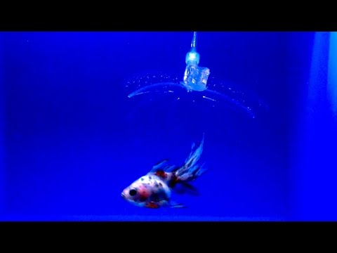 These Hydrogel Robots Can Catch and Release Fish Without Harming Them