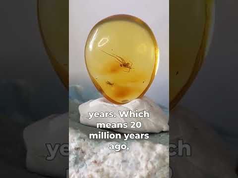 Spider trapped in amber!  Amber With Insects