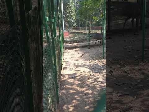 Parimal Park - Ostriche