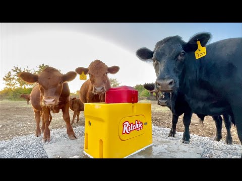 Ritchie Waterer Install DIY
