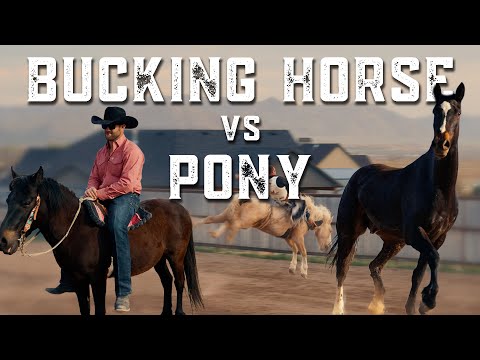 Breaking in Bucking Horses, Episode 26