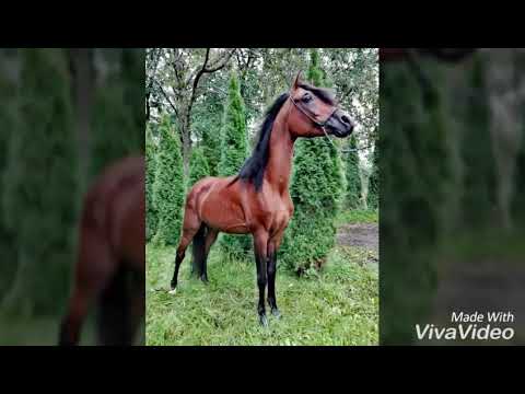 Shaham Al Khalediah Stajnia Hellada