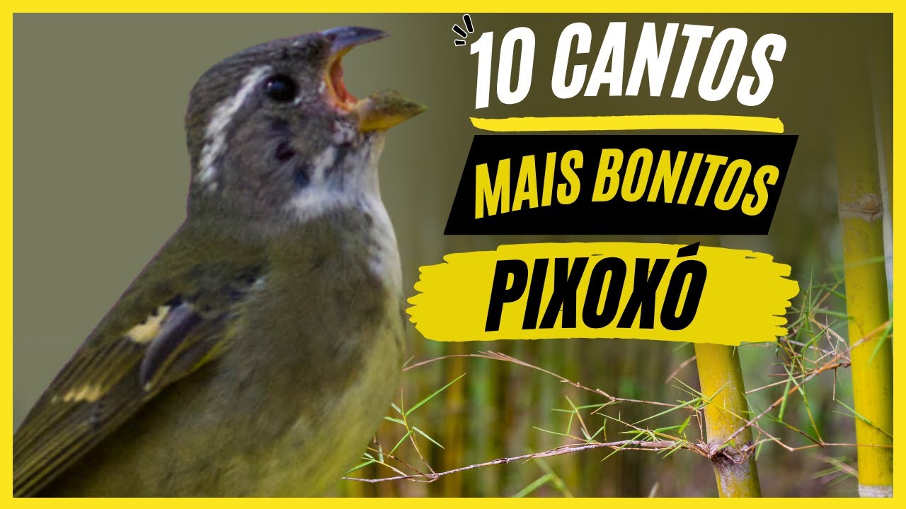 TOP 10: Cantos De "Pixoxó" MAIS BONITOS e MELHORES - Ave Popular !!!