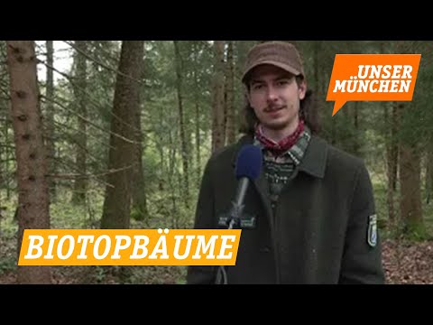 Biotopbäume - aktiver Naturschutz im Stadtwald