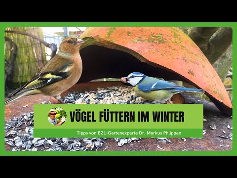 Vögel füttern im Winter
