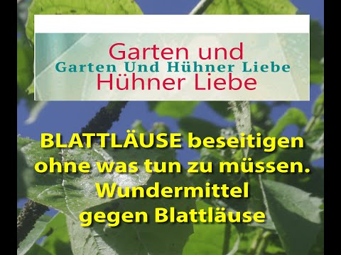 WUNDERMITTEL GEGEN BLATTLÄUSE ! Blattläuse erfolgreich bekämpfen OHNE was tun zu müssen !