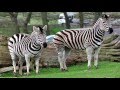 Hip Hop Pop Attractive Wild Zebras