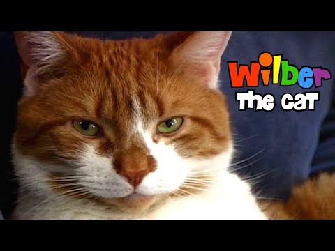 Wilber the Cat