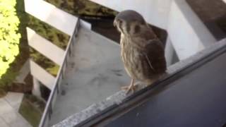 preview picture of video 'Baby Kestrel, 1st day out of nest, on 6th floor ledge'