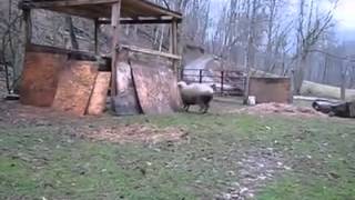 Необычная овечка-собака