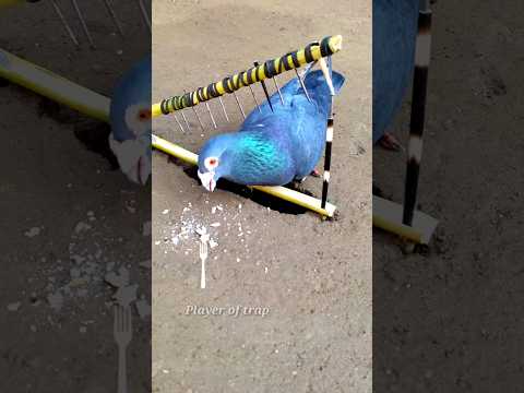 Pigeon trap | DIY bird trap using bamboo | bird trap technique #bamboo #shorts