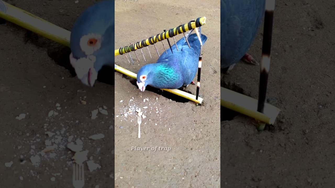 Pigeon trap | DIY bird trap using bamboo | bird trap technique #bamboo #shorts