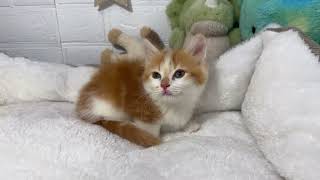 マンチカンの動画01