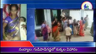 నంద్యాల గుడిపాడిగడ్డాలో పిచ్చికుక్కలు : భయాందోళణలో ప్రజలు