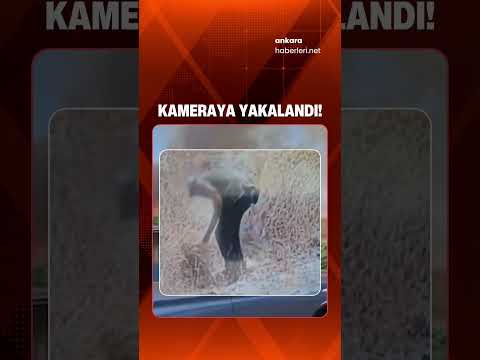 Ankara'da Otluk Alanı Yakan Kundakçı Yakalandı