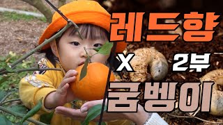 [나는농부다 335화 2부] 공학 박사의 귀농 공식, 굼벵이√레드향