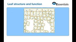 Essentials Video Animation - Leaf Structure & Function