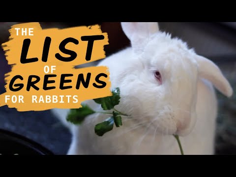 YouTube video about: Can rabbits have bok choy?
