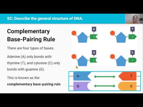 DNA & Chromosomes (Video 1 in 2.5 Series)