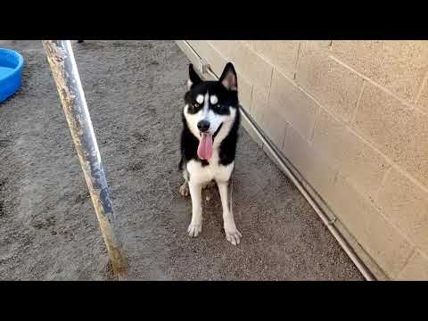 LOGAN, an adopted Siberian Husky Mix in Phoenix, AZ_image-1