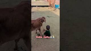 Download lagu Gua seva hi ashali dharam h 🙏🏻🙏🏻​​​​​​#cow​​​​​​​​​​​​​​​​​​​​​#gaumata #indiancow mp3