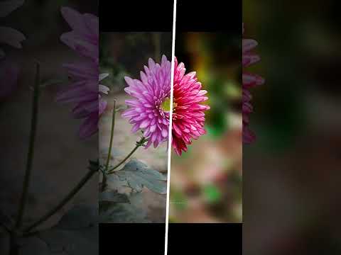 9 February 2022 nature photography editing PicsArt snap Snapseed video editing photo editing