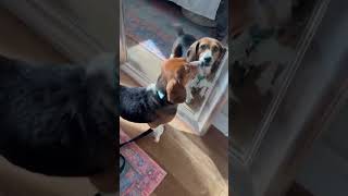 Video preview image #1 Beagle Puppy For Sale in Dunnellon, FL, USA