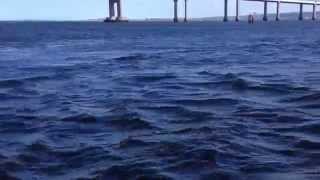 preview picture of video 'Dolphins in North Kessock'
