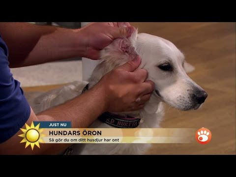 Så gör du om din hund har öronproblem - Nyhetsmorgon (TV4)
