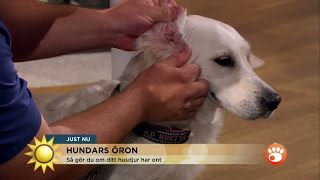 Så gör du om din hund har öronproblem - Nyhetsmorgon (TV4)